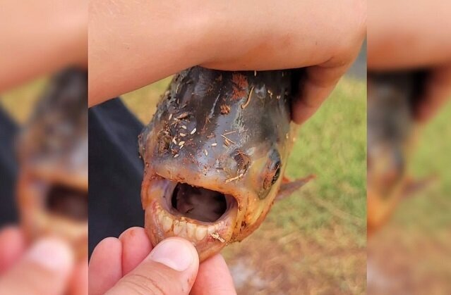 Редкую рыбу с «человечьими» зубами выловили в США