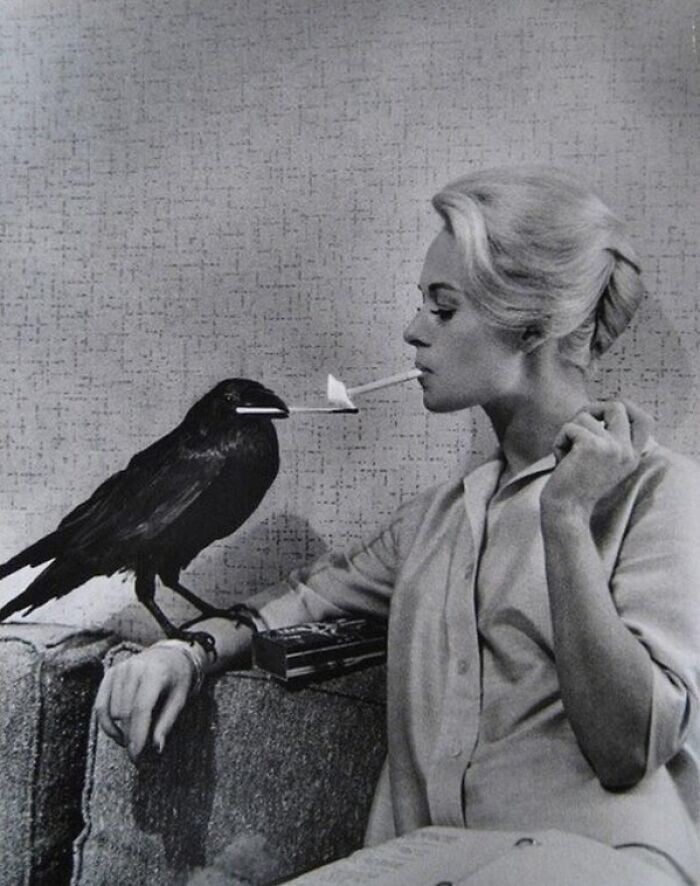 17. Актриса Типпи Хедрен на съемках фильма "Птицы", 1963 год