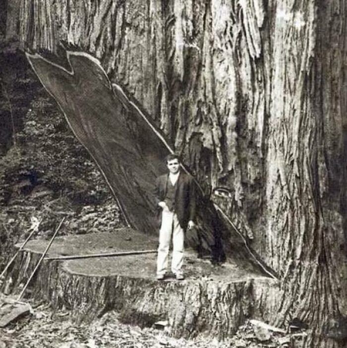 38. Этой гигантской секвойе было 2600 лет, когда дерево срубили в 1890-х