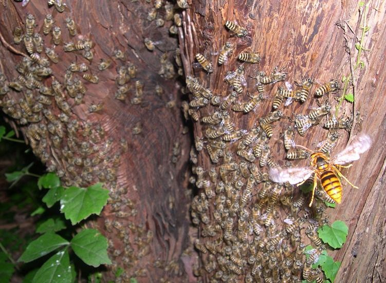 Как японские медоносные пчёлы защищаются от шершней