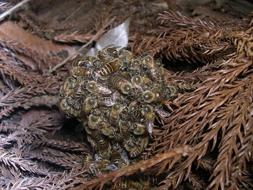 Как японские медоносные пчёлы защищаются от шершней