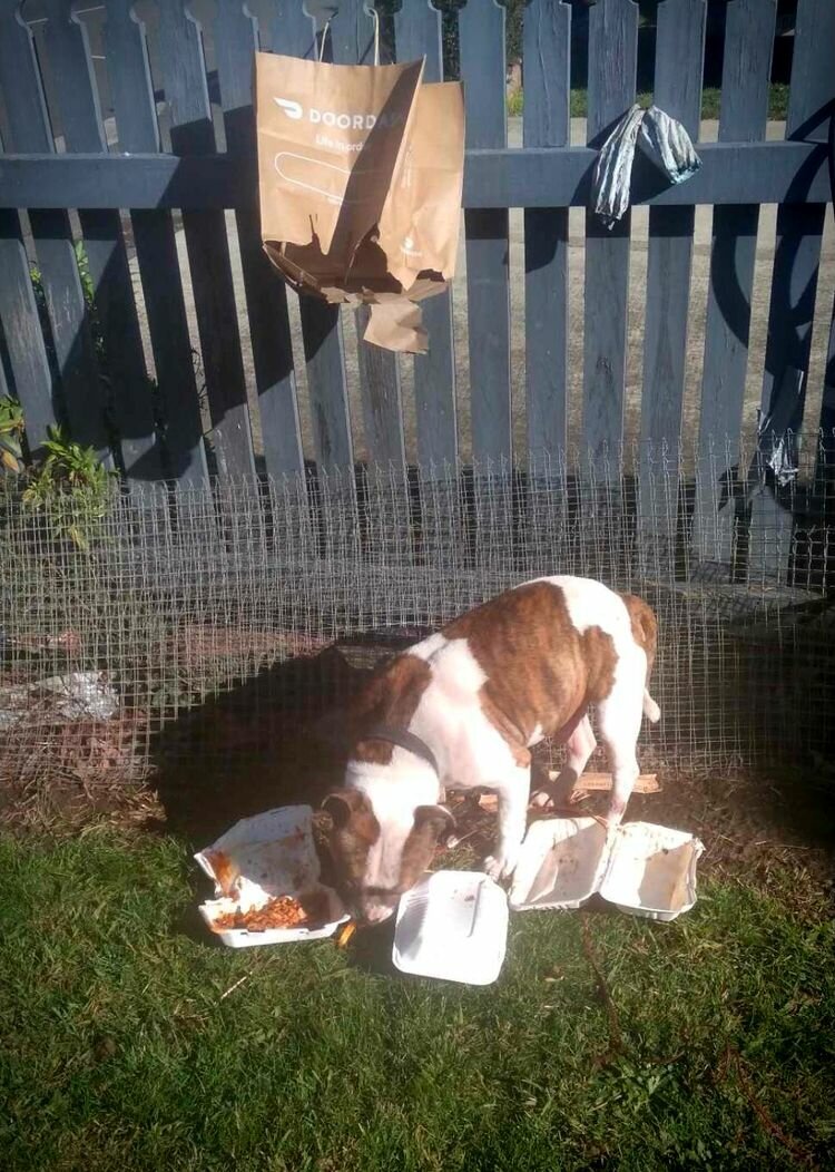 «Парень из службы доставки повесил заказ на мой забор, и моя собака съела каждый его кусочек»