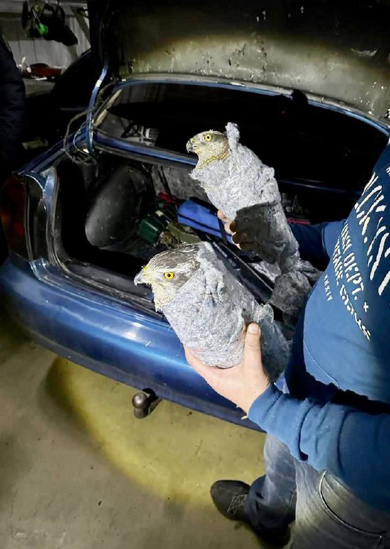 Мужчина пытался провезти в Абхазию двух редких ястребов в багажнике