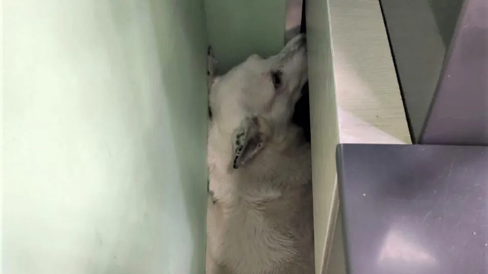 В Подмосковье собака застряла между стеной и кассой в магазине