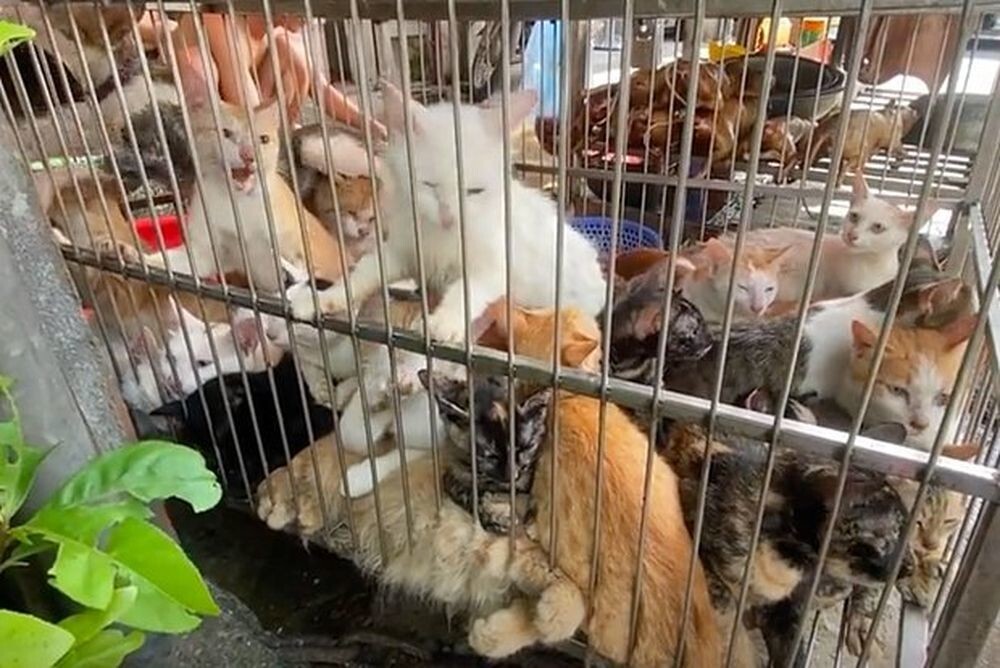 Вьетнамец считает воровство домашних животных всего лишь работой