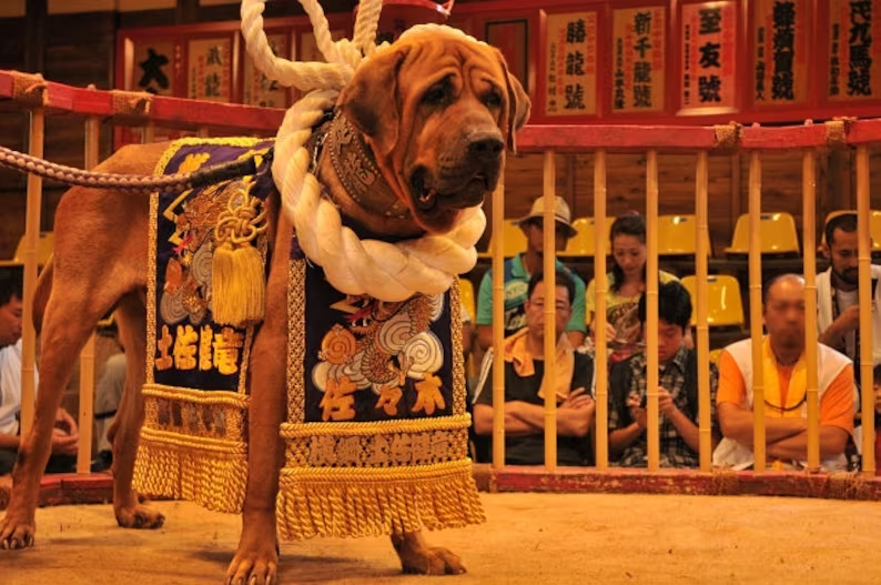 Тоса-ину: пёс-сумоист