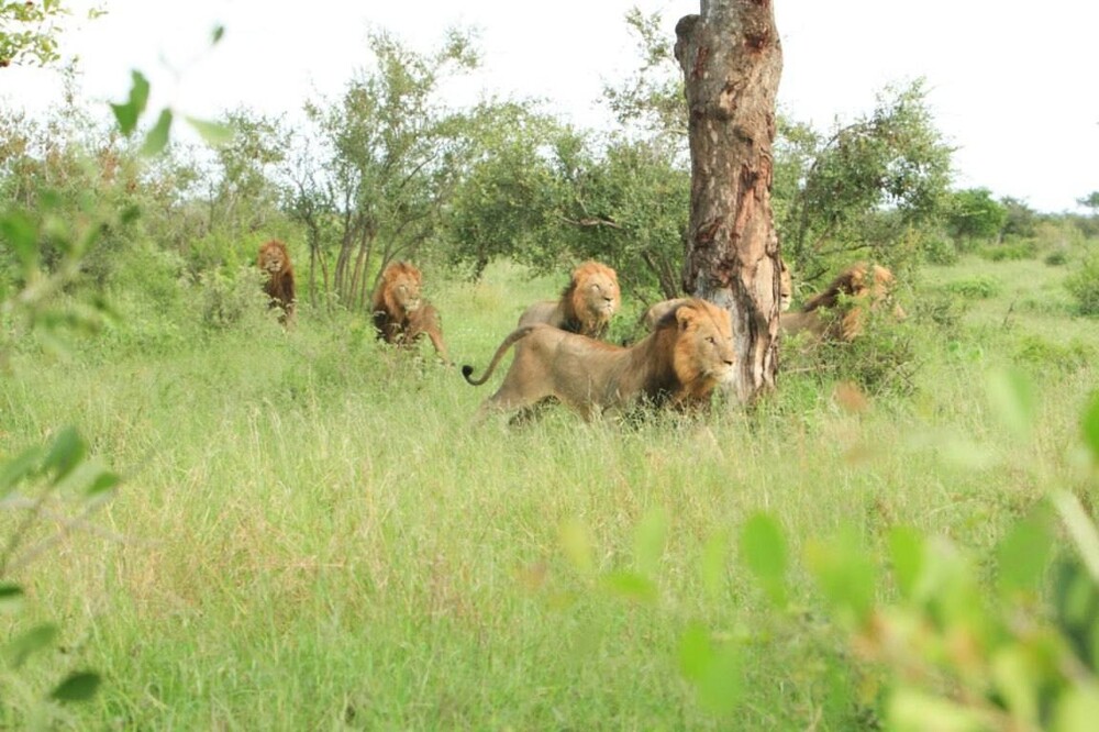 В Африке львица спряталась на дереве от семи самцов, желавших близости
