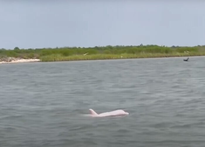Рыбак из США заметил редкого розового дельфина