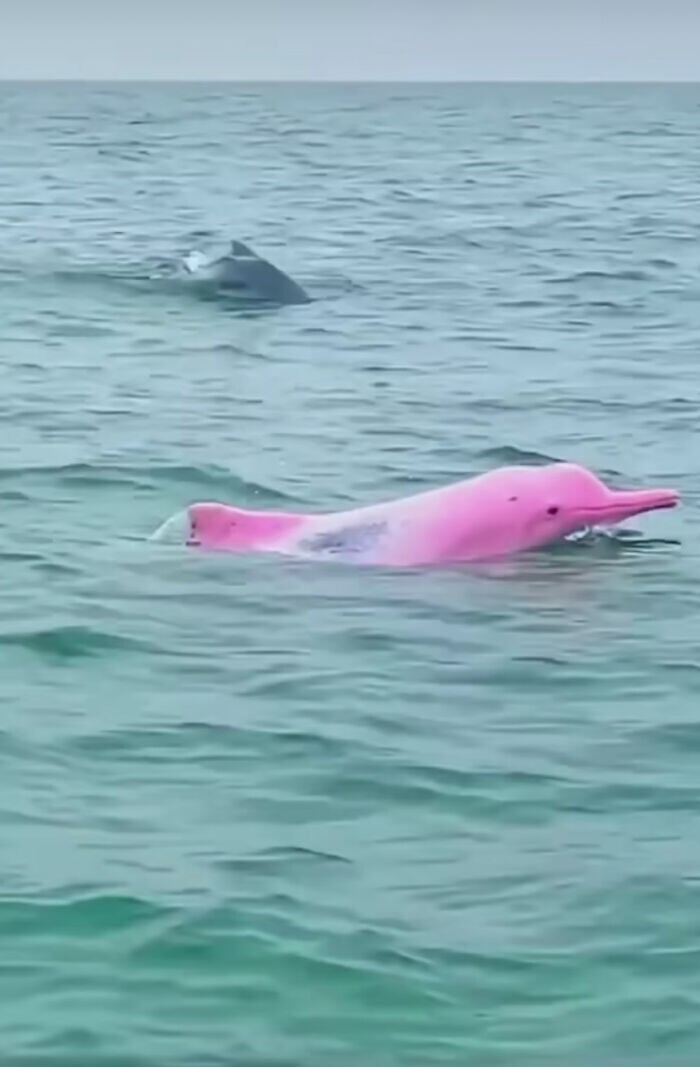 А это — тот самый знаменитый дельфин Пинки, которого видели в 2007 году