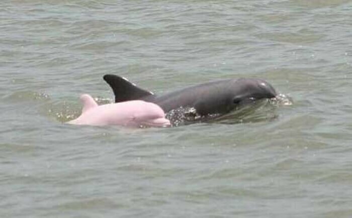 Рыбак из США заметил редкого розового дельфина