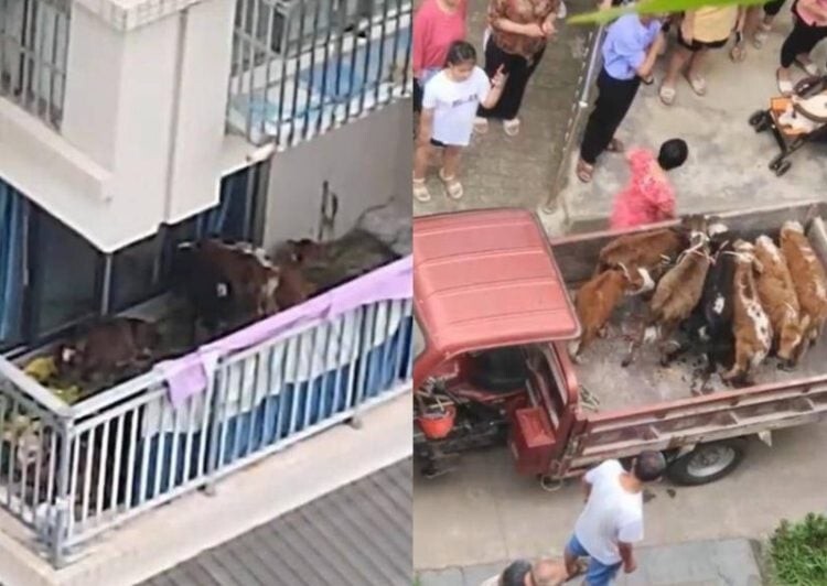 Китайский фермер поселил своих коров на балконе