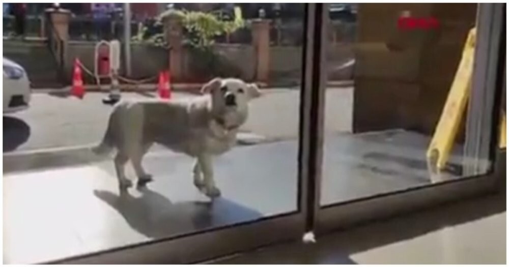 Собака почти неделю ждала хозяина у входа в больницу