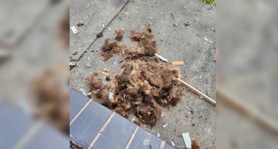Австралиец обнаружил в стенах своего дома 10 килограммов человеческих волос