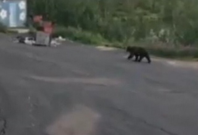 В Норильске медведь залез на базу отдыха и разворотил один из складов