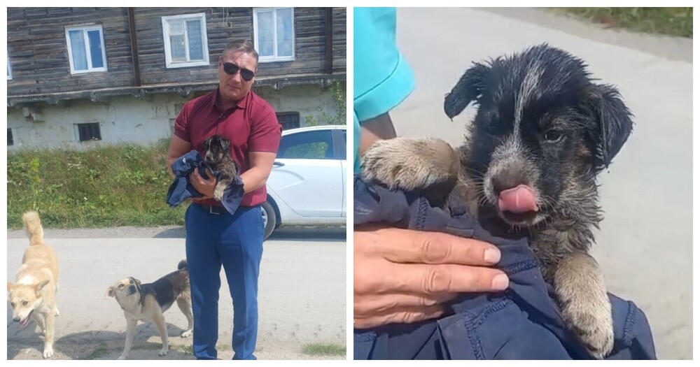 В Челябинской области полицейские спасли щенка, который увяз в гудроне