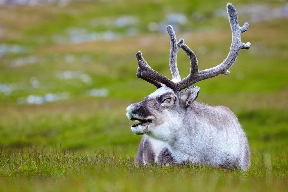 Норвежские олени пришли в Мурманскую область и наелись на 418 млн рублей