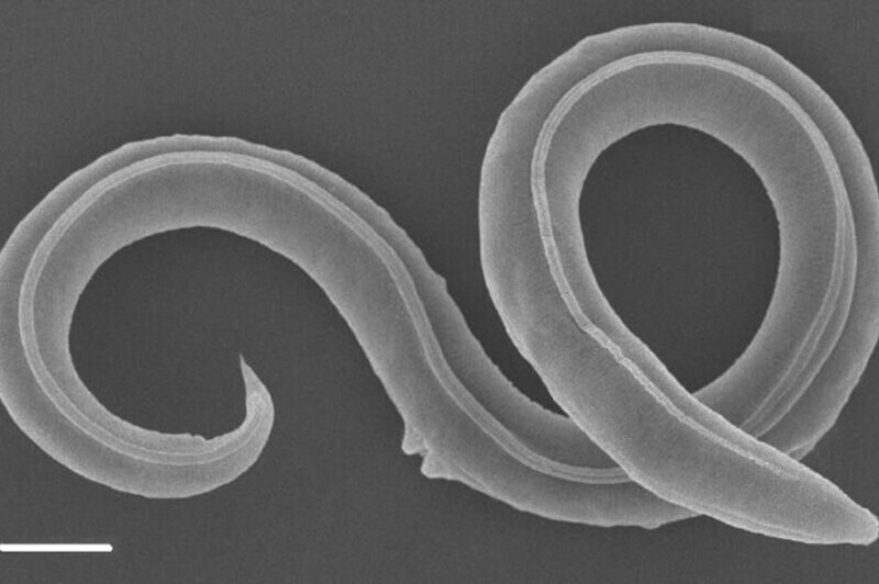 Российские учёные оживили неизвестный вид червя возрастом 46 тысяч лет