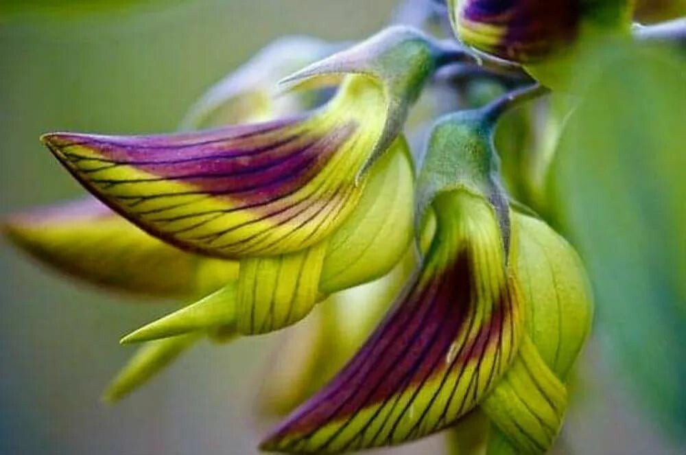 10. Crotalaria cunninghamii или цветок-колибри родом из северной части Австралии