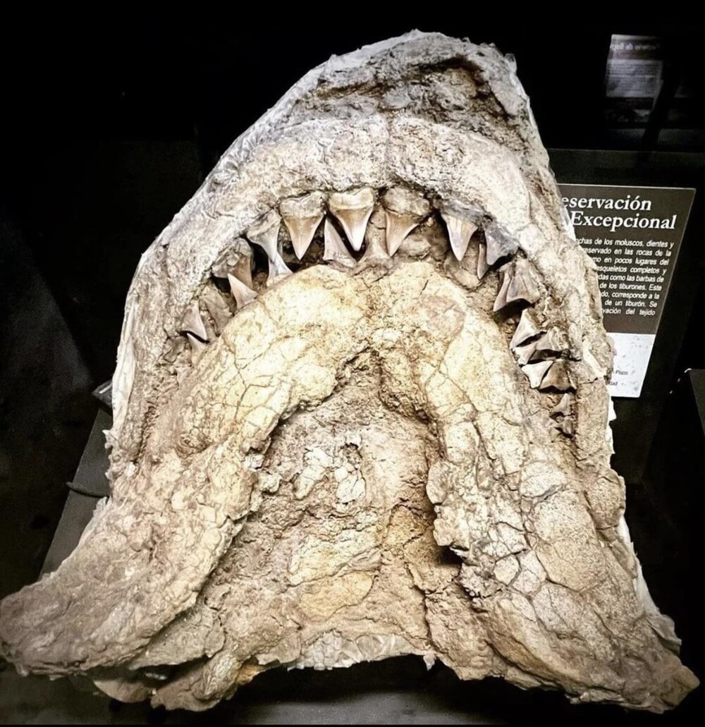 9. Окаменелый череп Cosmopolitodus hastalis, широкозубой белой акулы, существовавшей в океанах с эпохи миоцена по эпоху плейстоцена