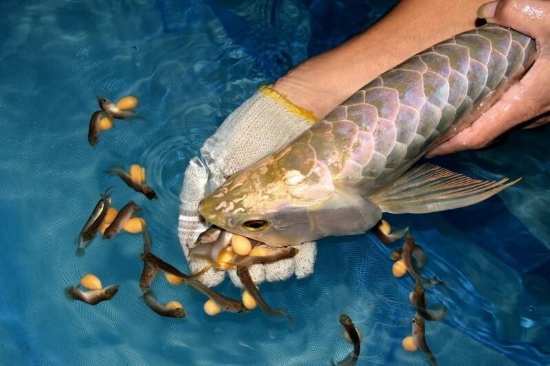 Почему у рыб уходом за икрой чаще занимается самец