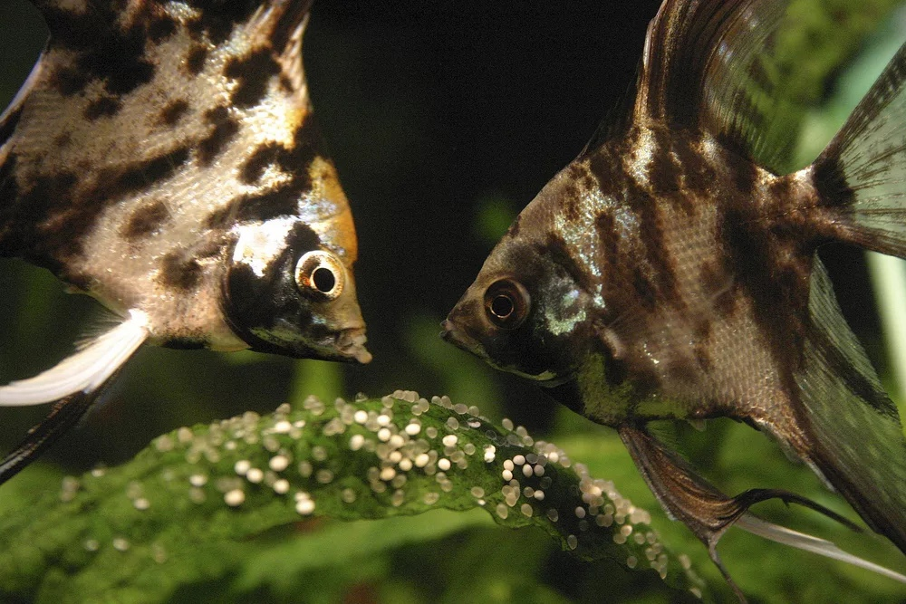 Почему у рыб уходом за икрой чаще занимается самец