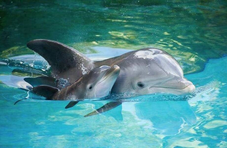 Как дельфины учат детёнышей языку
