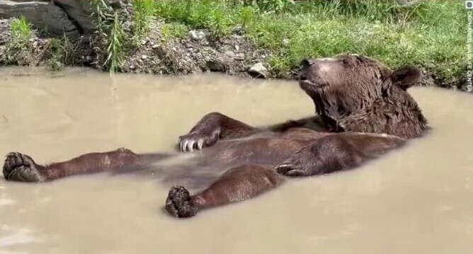 Расслабьтесь и полюбуйтесь умиротворённым медведем по кличке Лео