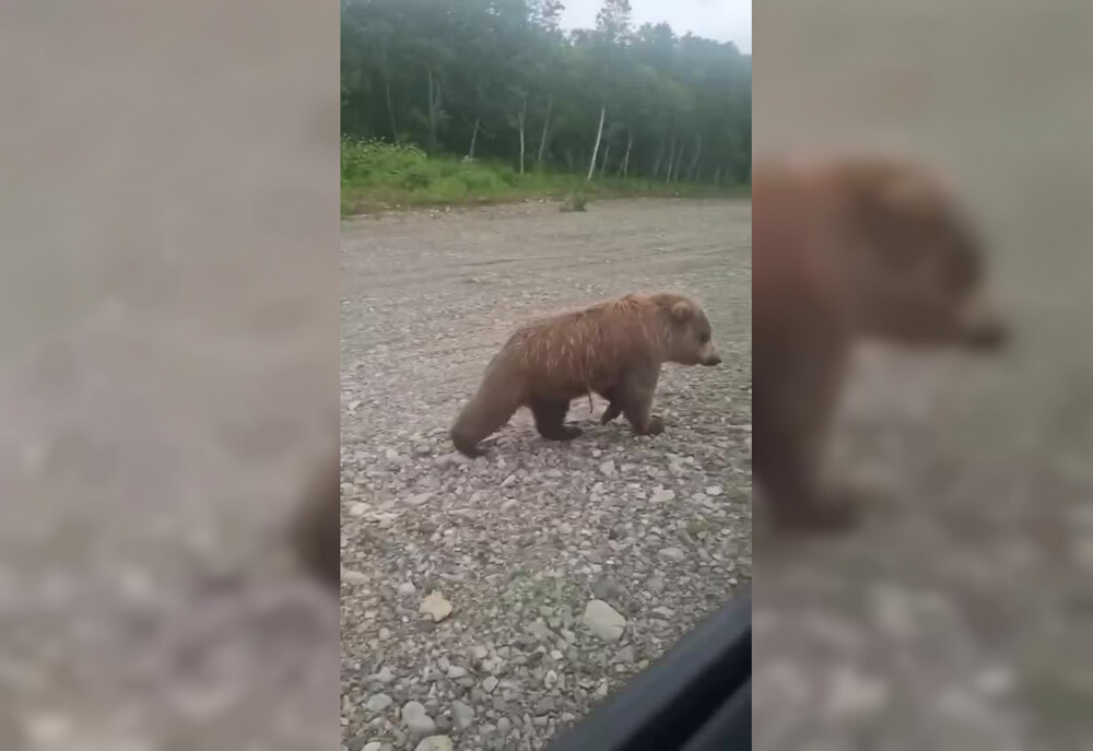 На камчатке шоумен Павел Воля с женой встретились с популярным в соцсетях медведем