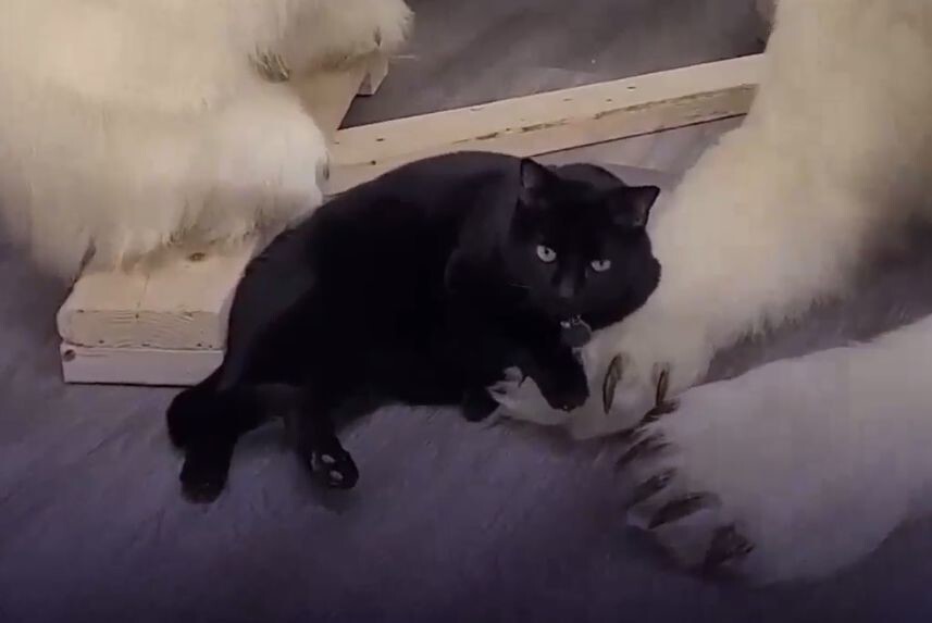Бездомный чёрный кот стал смотрителем в музее