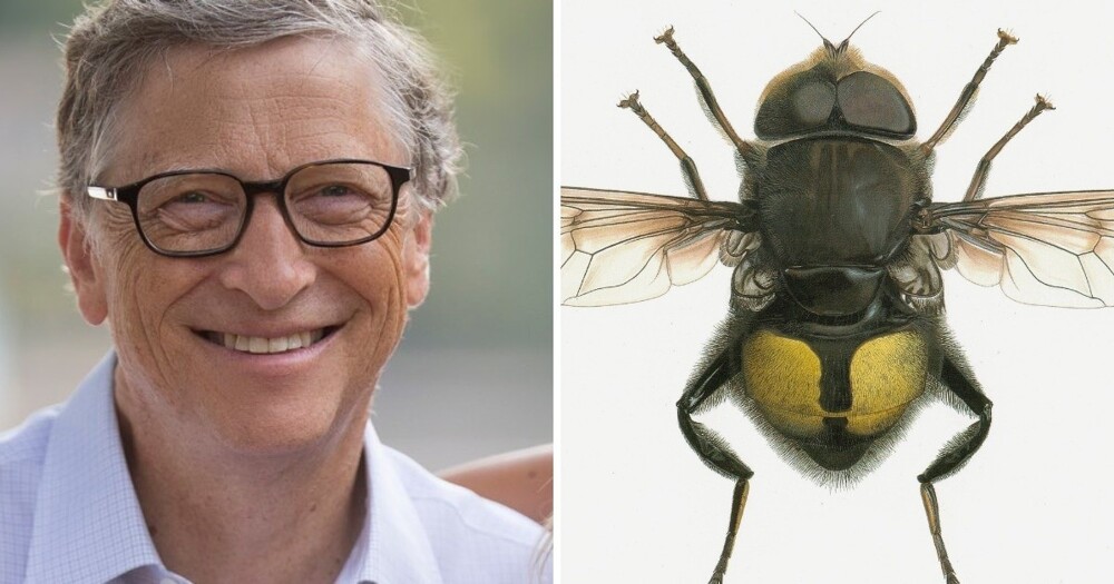 Муха Гейтса и жук ДиКаприо: 16 животных, которые были названы в честь знаменитых людей