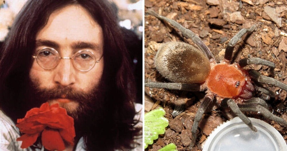 Муха Гейтса и жук ДиКаприо: 16 животных, которые были названы в честь знаменитых людей