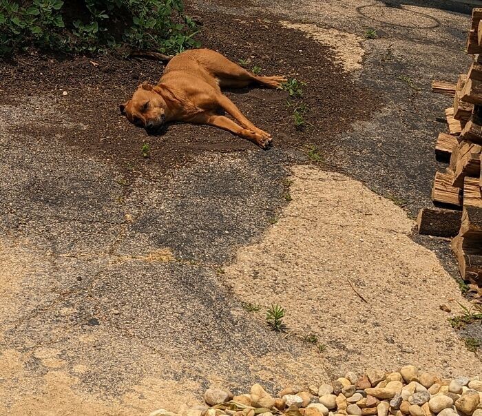 12. "Наша собака обожает лежать на грязи после дождя"