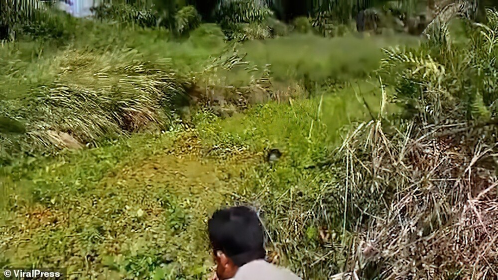 Крокодил утащил женщину в болото и его полтора часа отгоняли палками