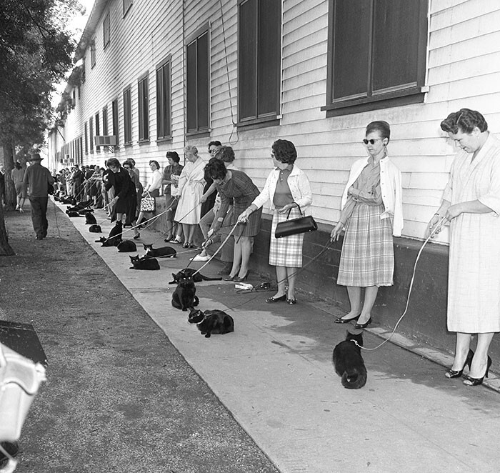 13. Кастинг чёрных кошек на фильм Роджера Кормана в Лос-Анджелесе, 1961