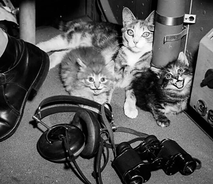 14. Кошка Солти, которую спасли сотрудники береговой охраны США, со своими котятами на самолёте, 1940-е