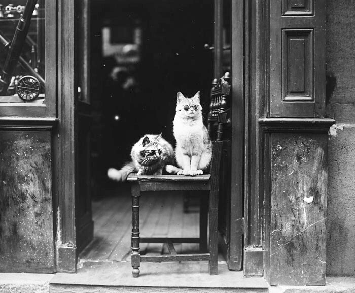 6. Реклама оптики с участием котеек на бульваре Сен-Жермен в Париже, 1925 год