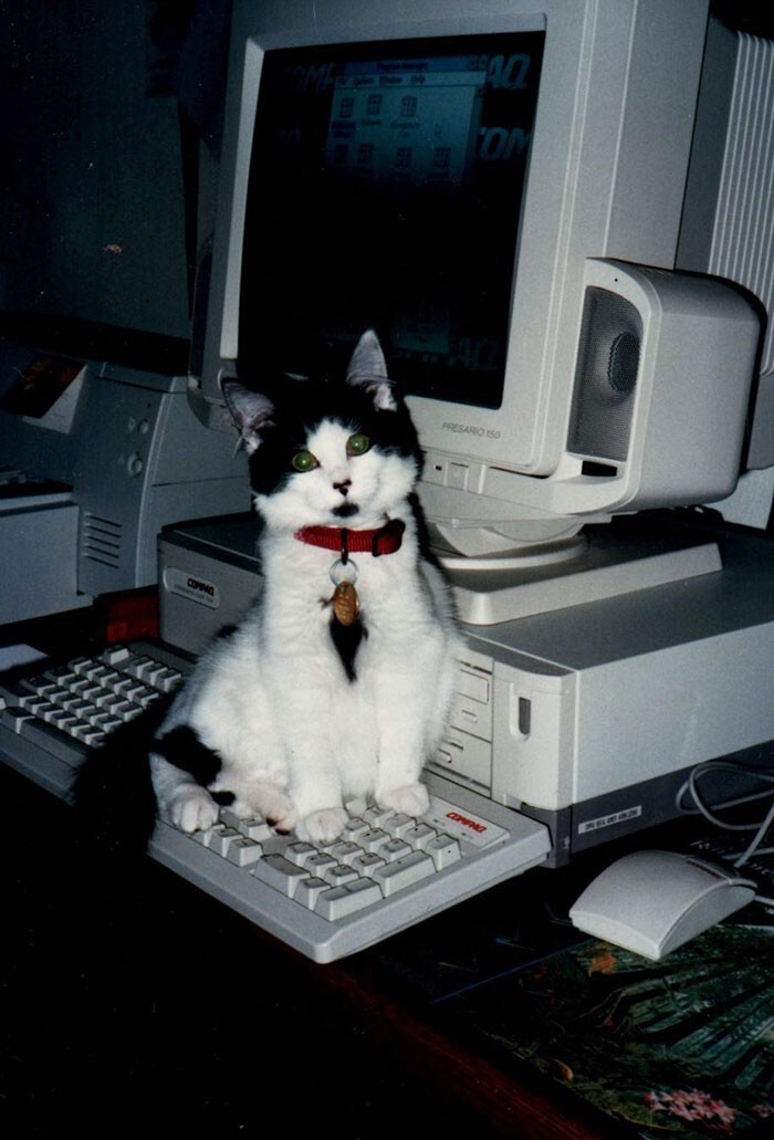 39. "Моя кошка с моим компьютером из детства. 1990-е"