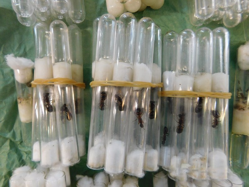 Из Италии в Россию под видом детских игрушек отправили посылку с колонией из 350 муравьев