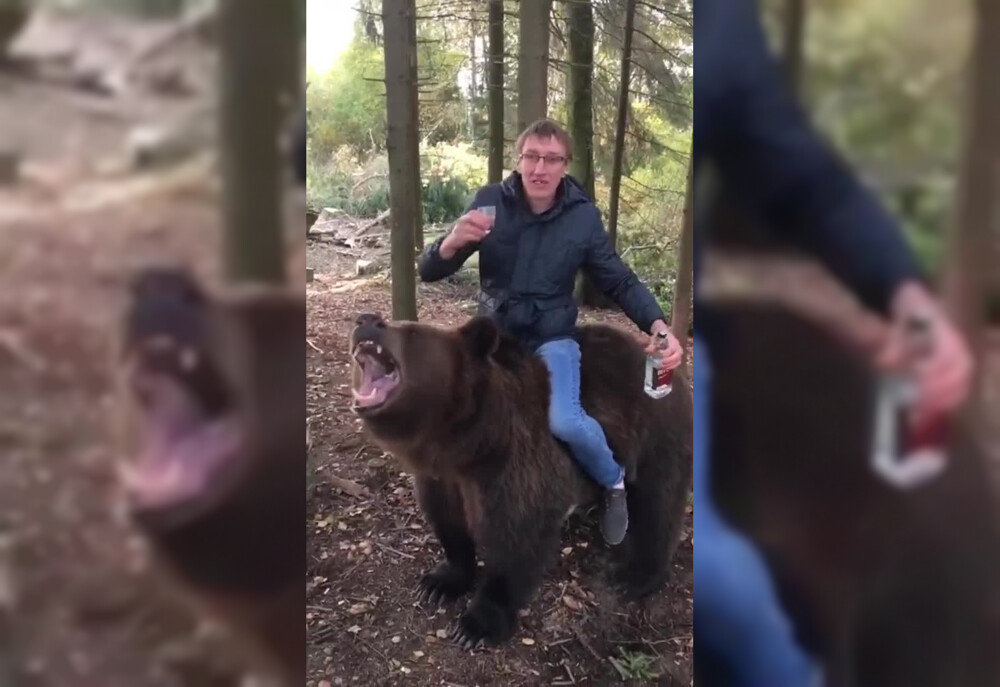 Веселое видео пьяного россиянина, сидящего верхом на медведе