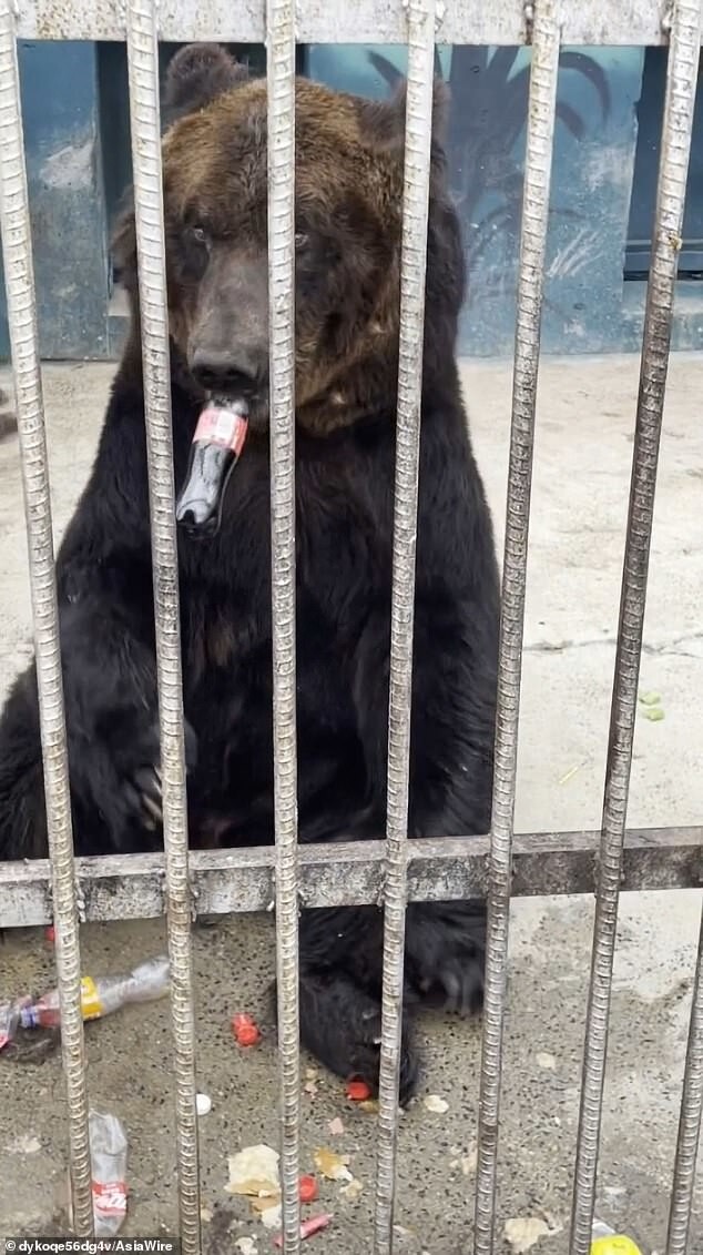 Люди, хватит: медведь в китайском зоопарке живёт в куче мусора
