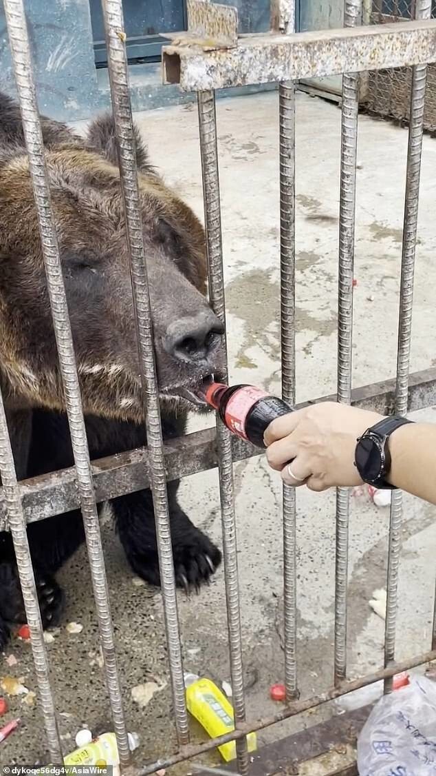 Люди, хватит: медведь в китайском зоопарке живёт в куче мусора