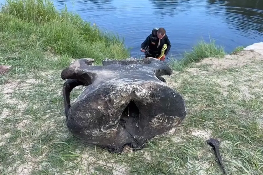 Останки мамонта нашли в Беларуси в Гомельской области