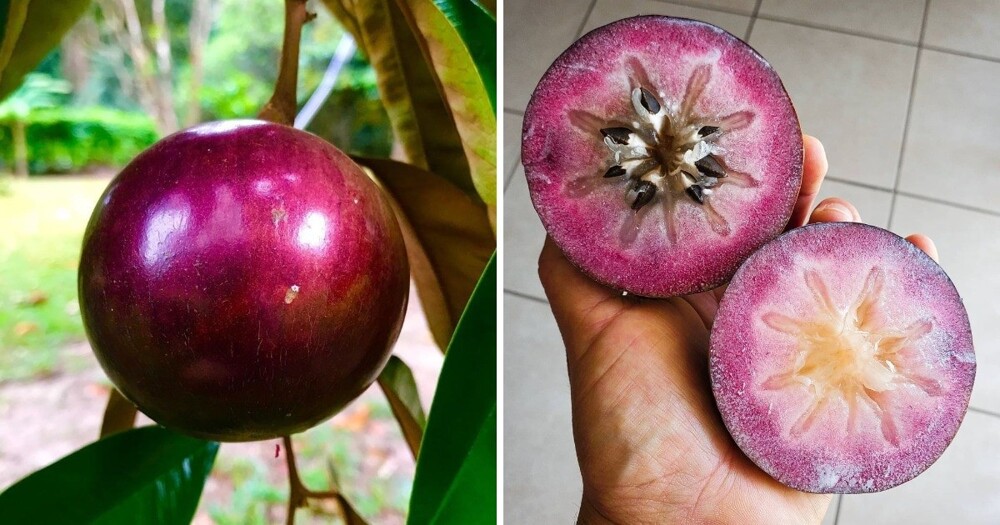 15 крайне редких, но съедобных плодов, о существовании которых вы, вероятно, никогда не слышали