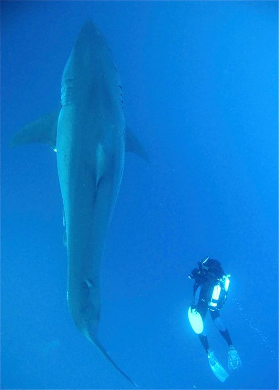 3. Размер акулы и человека
