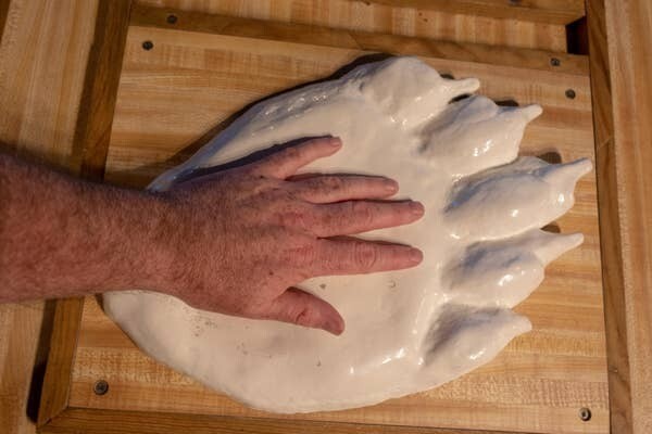 10. Слепок лапы белого медведя в сравнении с человеческой рукой