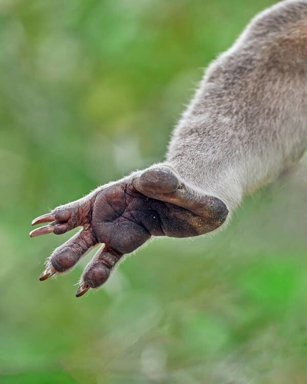 5. Отпечатки пальцев коал чрезвычайно похожи на отпечатки пальцев человека