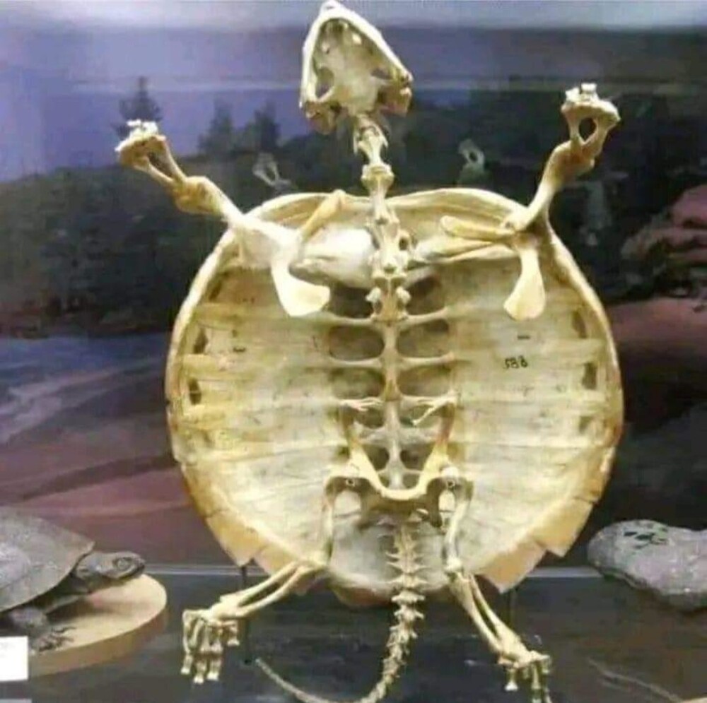 16. Скелет черепахи
