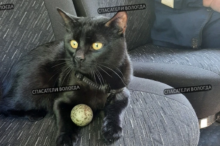 Вологодского кота-спасателя с позывным Беляш отстранили от службы