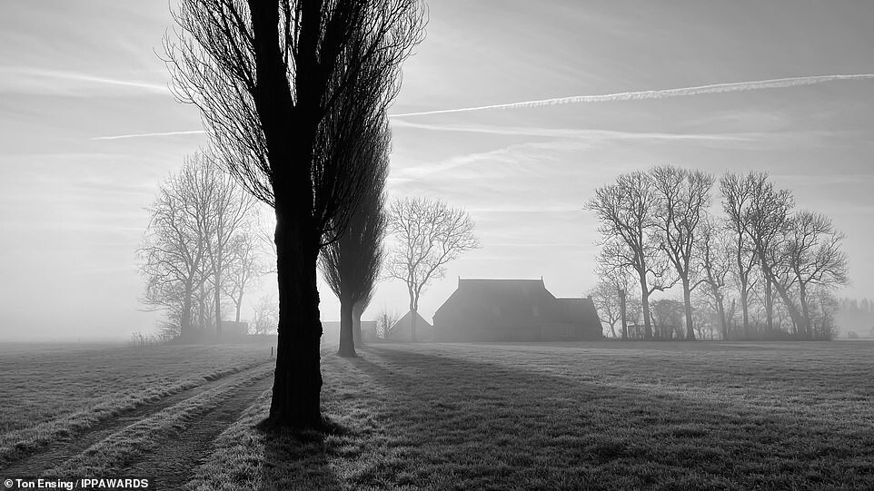 11. Раннее утро на ферме недалеко от голландской деревни Тесинге. Тон Энсинг, главный приз в категории «Пейзаж»