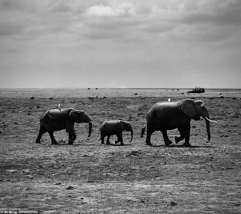 9. Трио слонов в округе Каджиадо в Кении. Бо Мэн, почётное упоминание в категории «Животные»